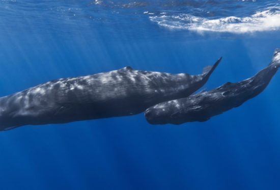 Mother_and_baby_sperm_whale.jpg